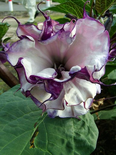 ナス科の植物です