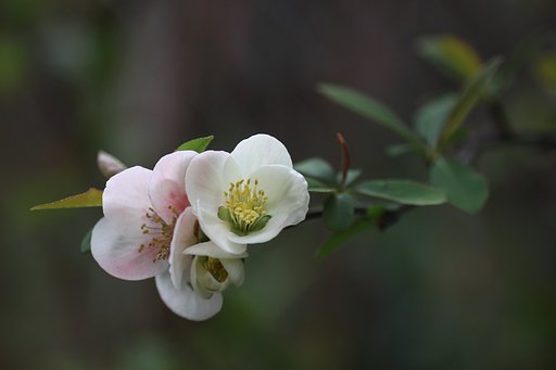 木瓜