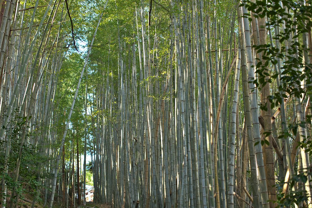 竹林