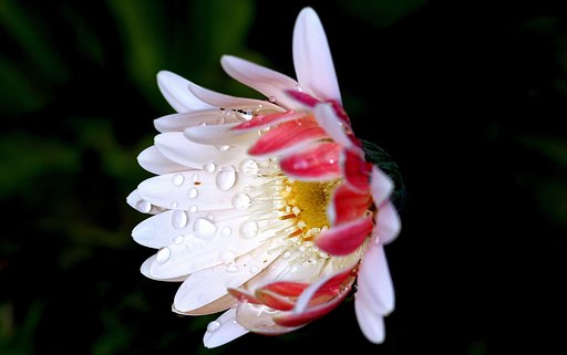 cano EF100㎜F2.8 macro