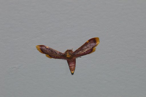 未確認飛行物体？