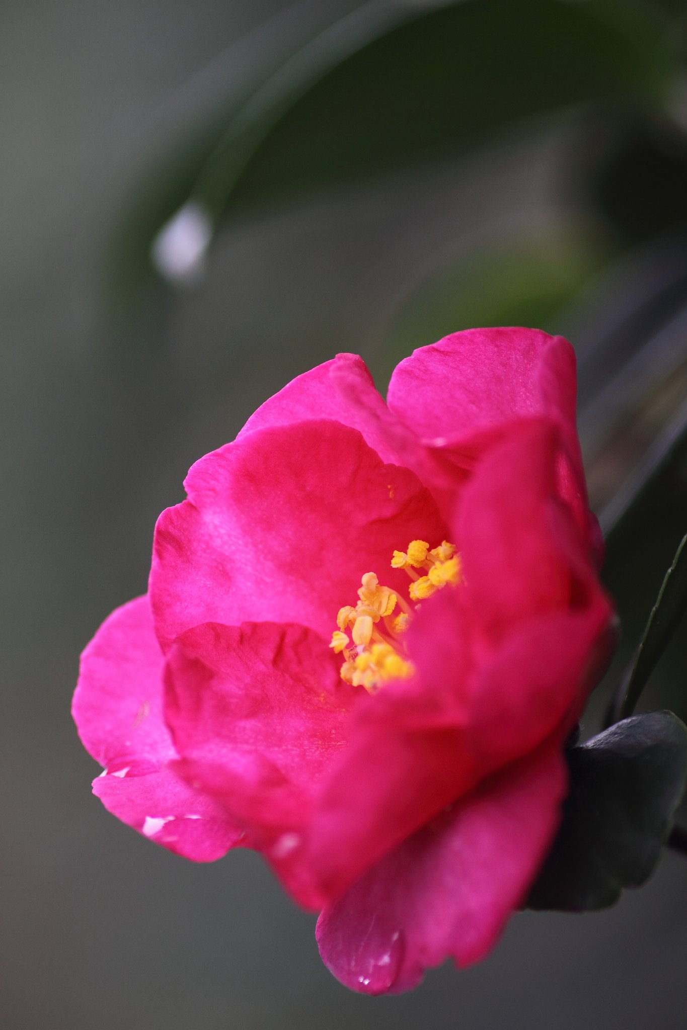 山茶花