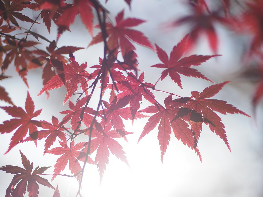 紅の光