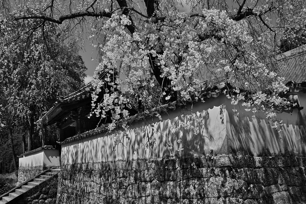 EF11-24mm F4L