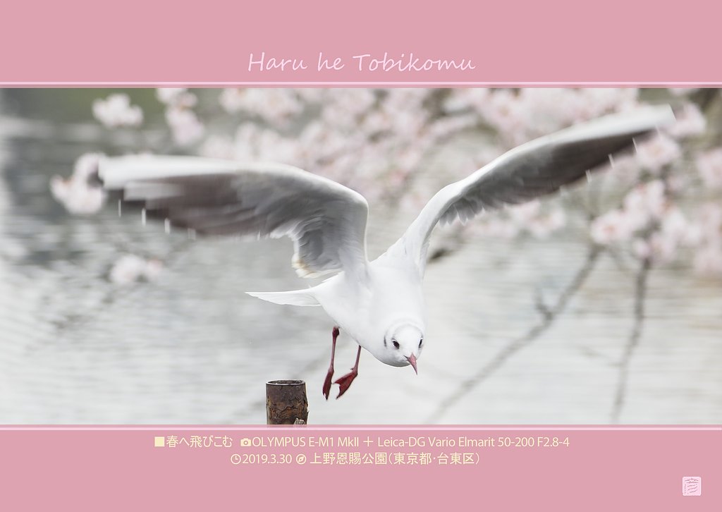 春へ飛びこむ