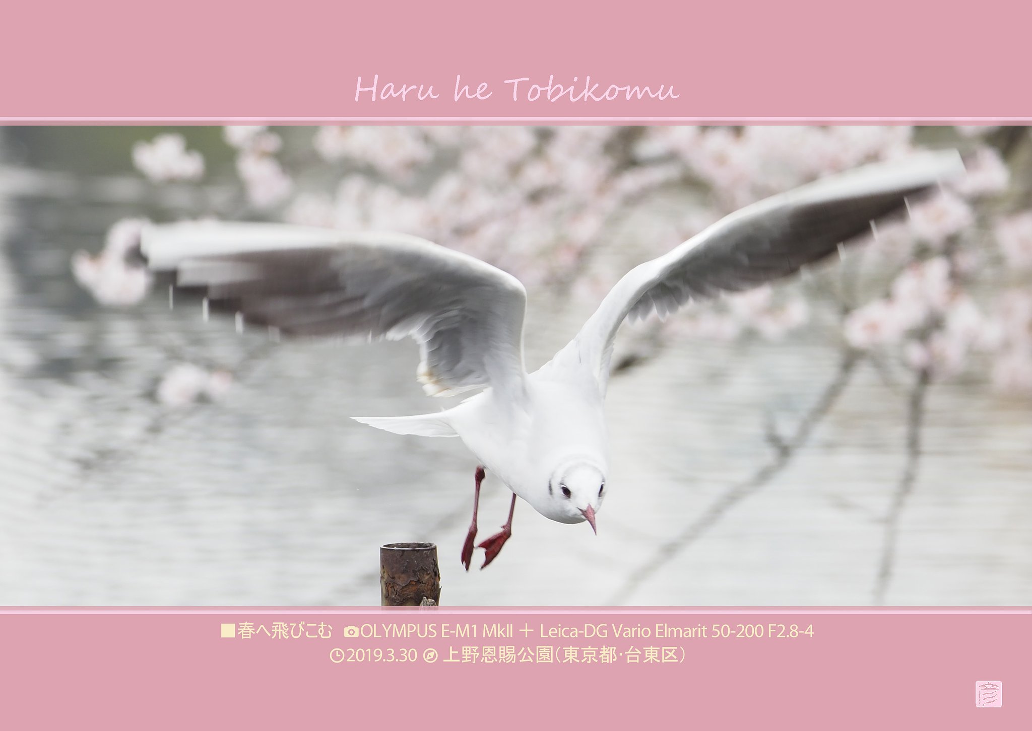 春へ飛びこむ