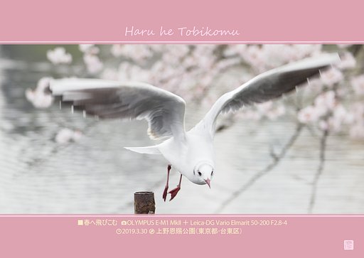 春へ飛びこむ