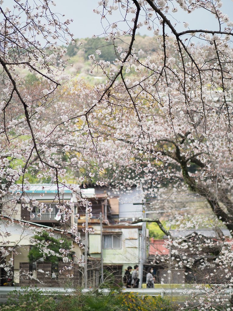 山北の桜道２