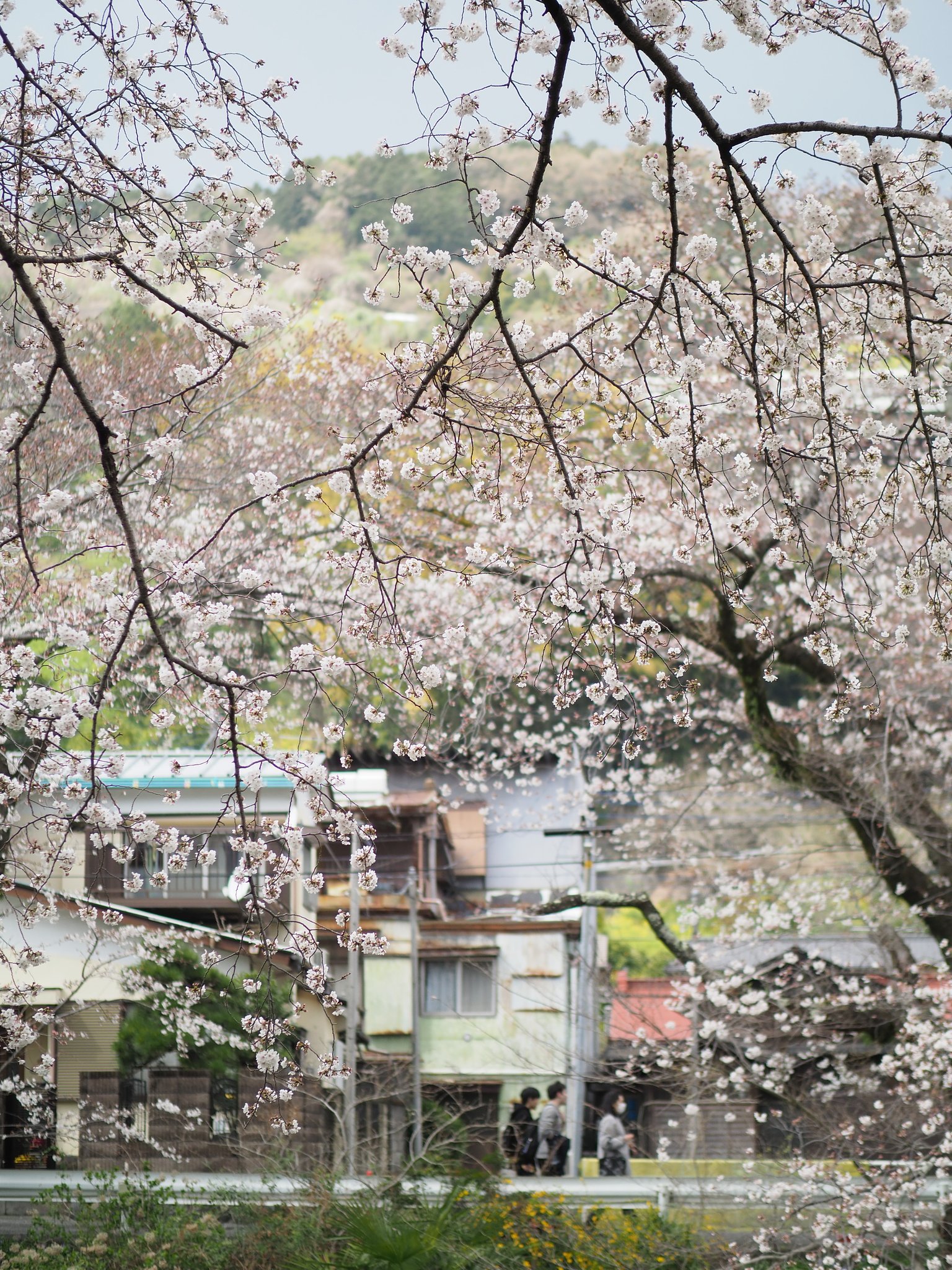 山北の桜道２