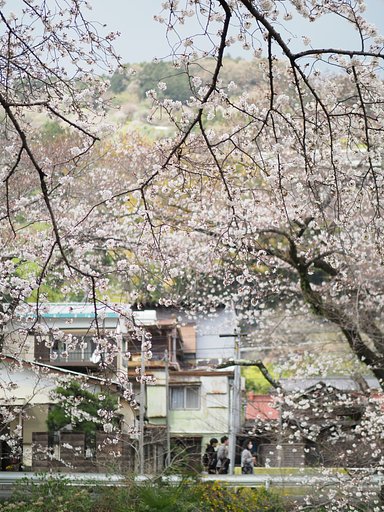 山北の桜道２