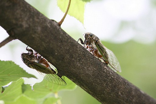 鬼ごっこ
