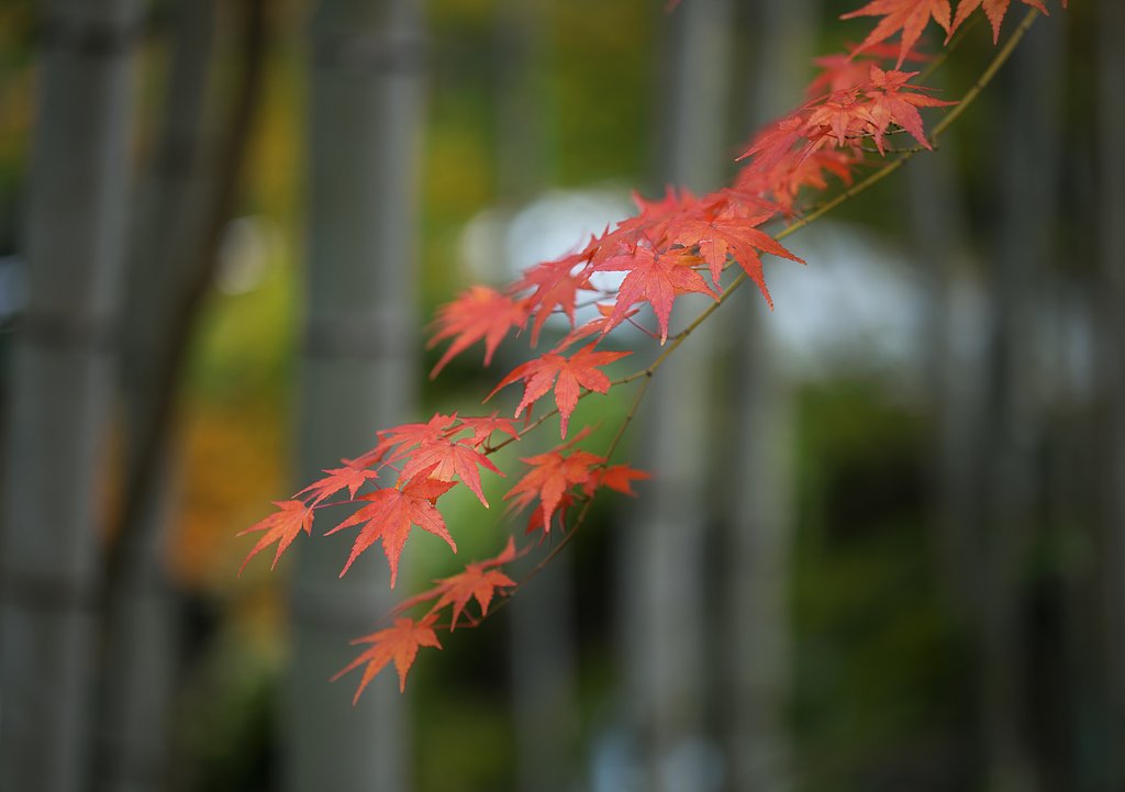 竹林にて