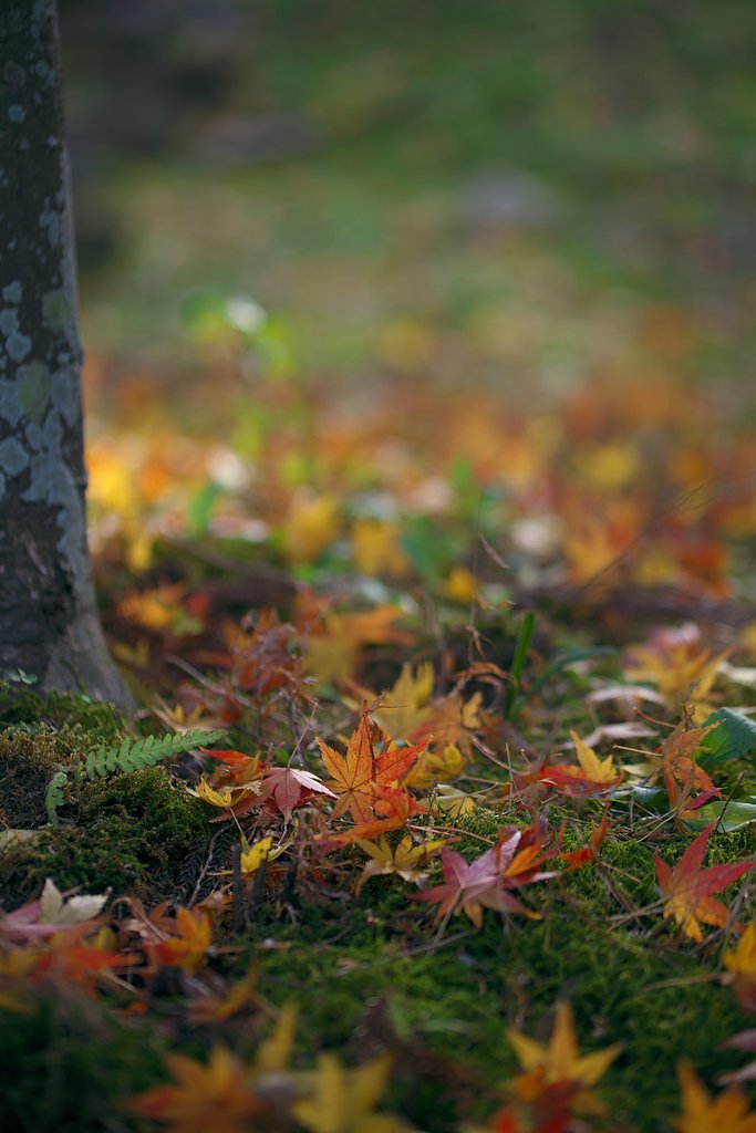 Tamron 90mm F2.8  Macro  F017