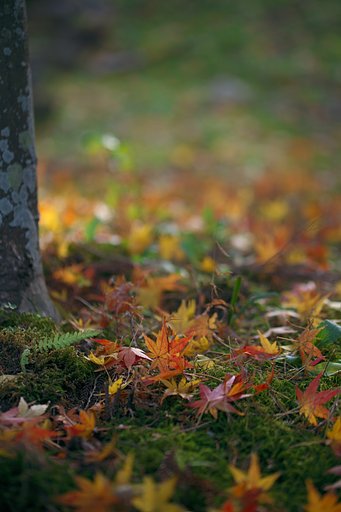 Tamron 90mm F2.8  Macro  F017
