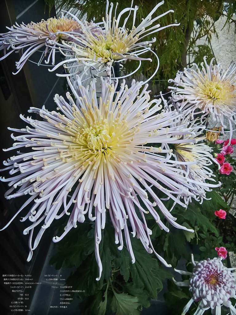 拘らない大輪糸菊作り
