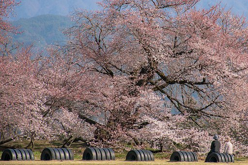 【花のある風景】さくらとともに