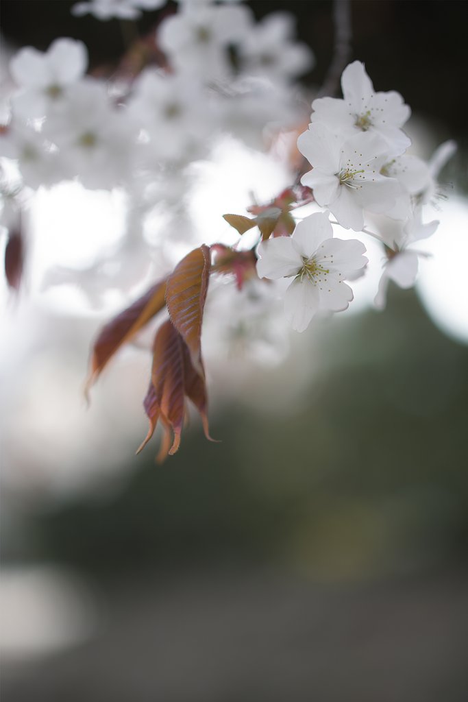 Milvus　50㎜F1.4