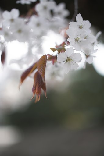 Milvus　50㎜F1.4
