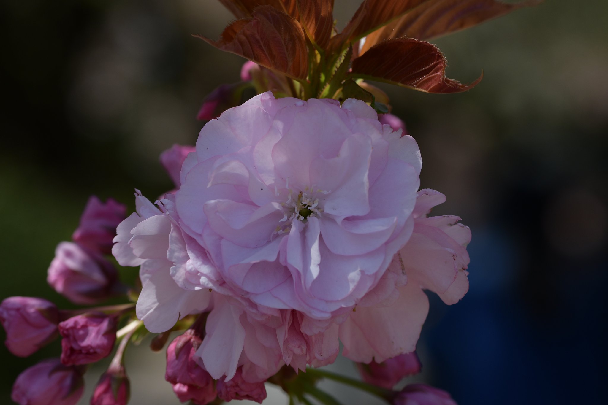 八重桜