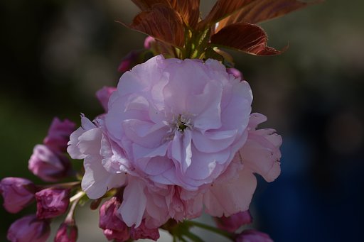 八重桜