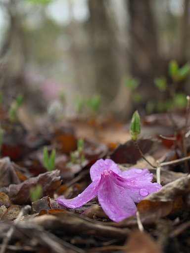ED 30mm F3.5 Macro