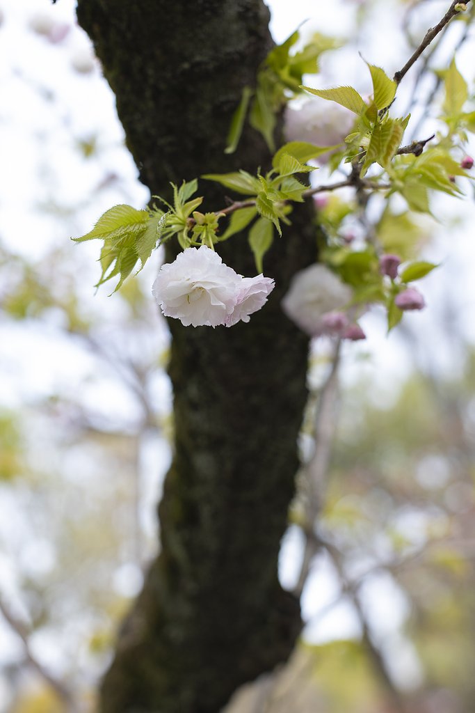 EF50mm f/1.2L USM