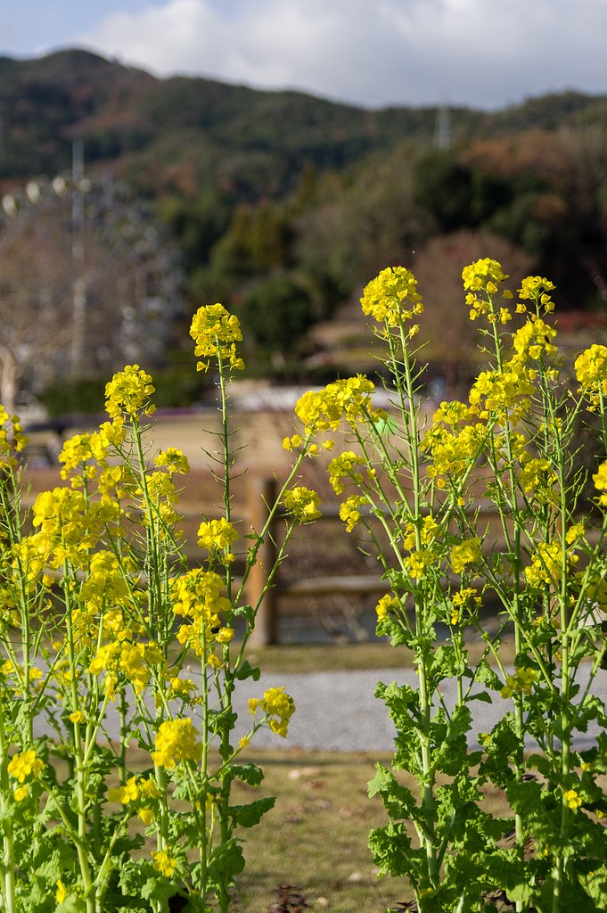 SIGMA 17-50mm F2.8 EX DC HSM 