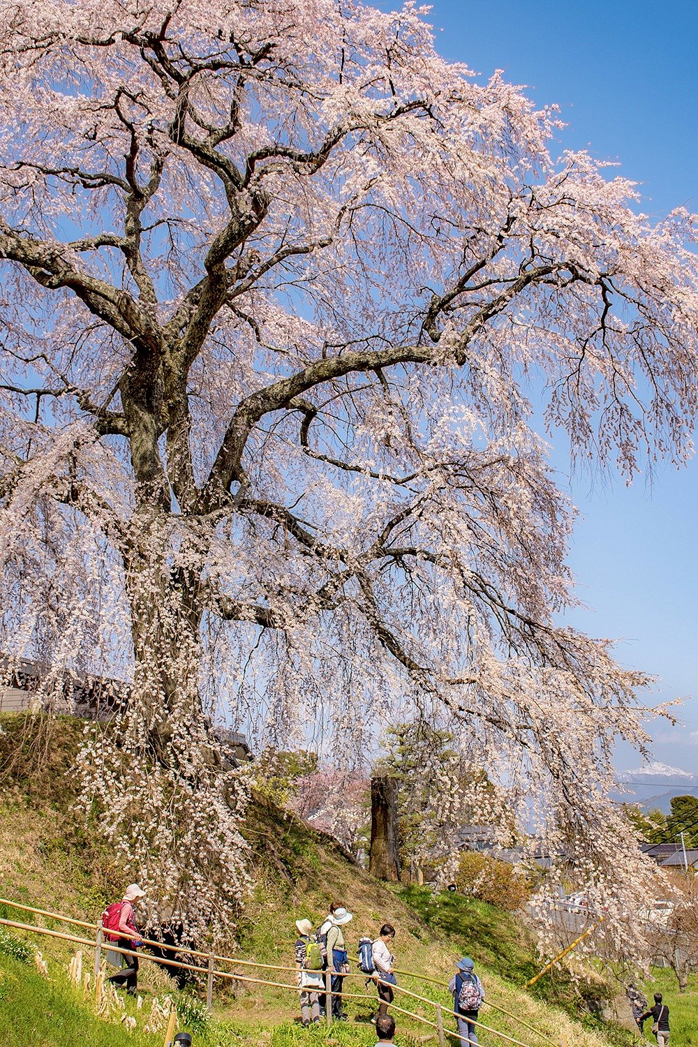 【花のある風景】石塚桜