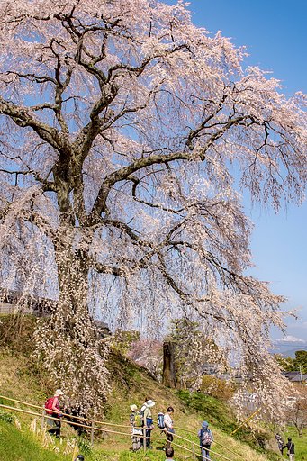 【花のある風景】石塚桜