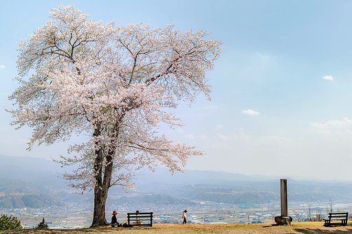 まもなく桜日和