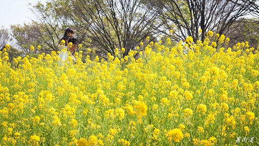 【花のある風景】菜の花と親子２００９