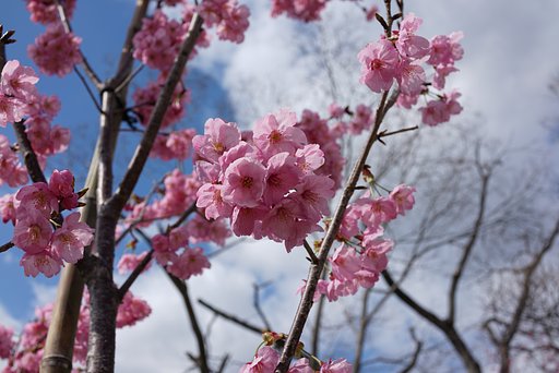 桜