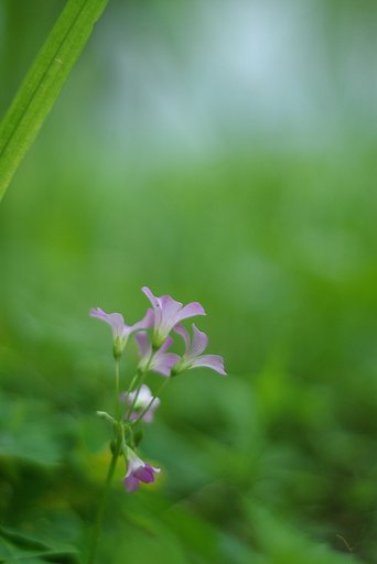 【淡】片隅で咲く