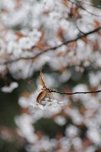 タムロン90㎜F2．8マクロ　172E