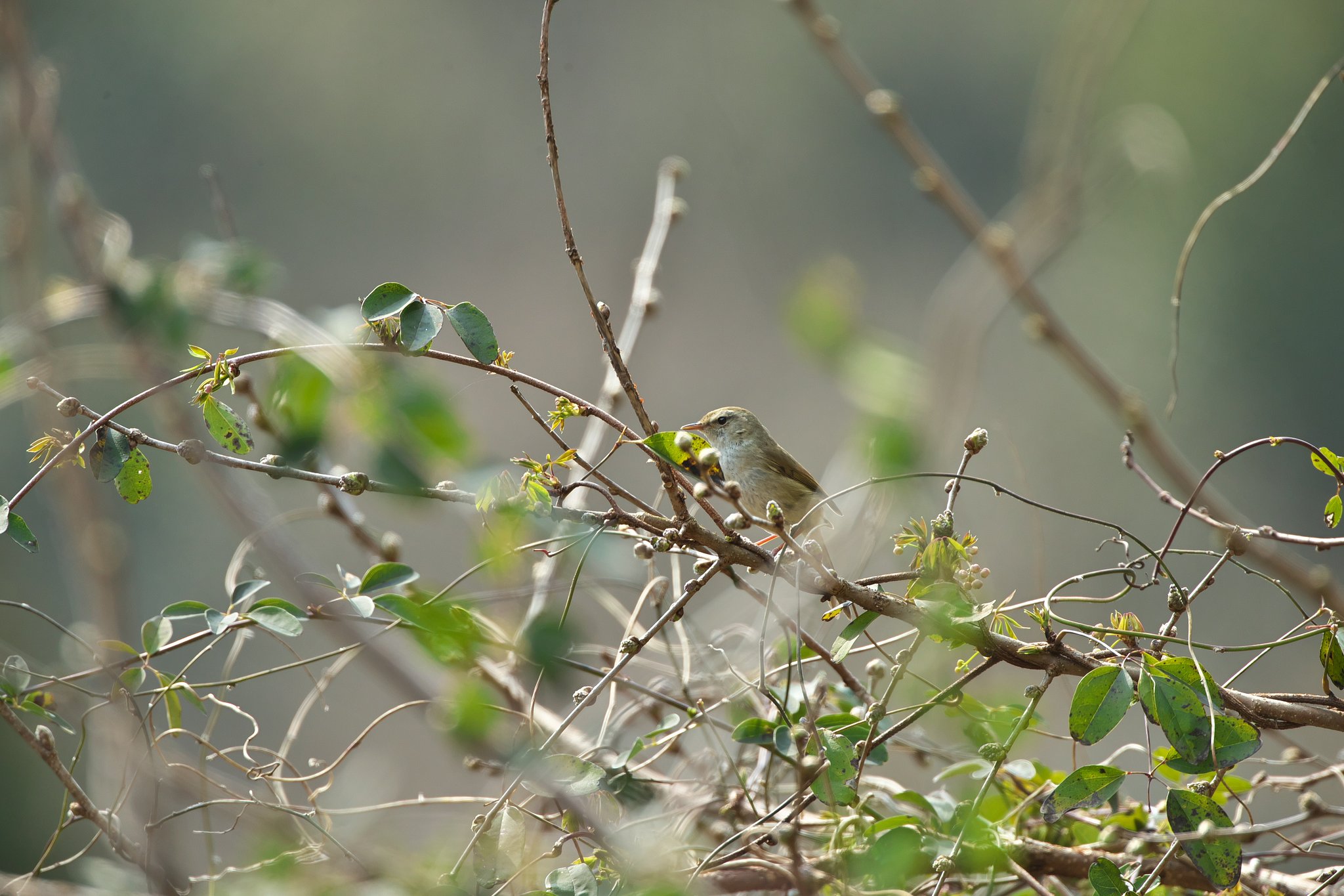 いつもの野鳥セット