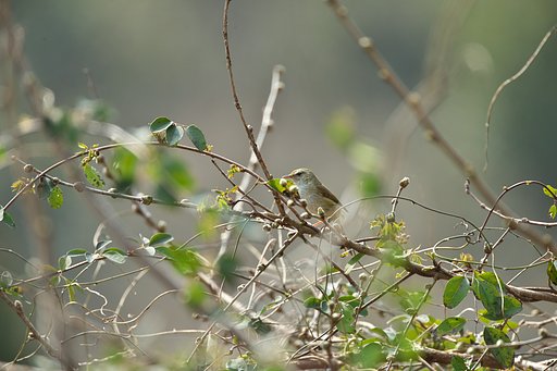 いつもの野鳥セット