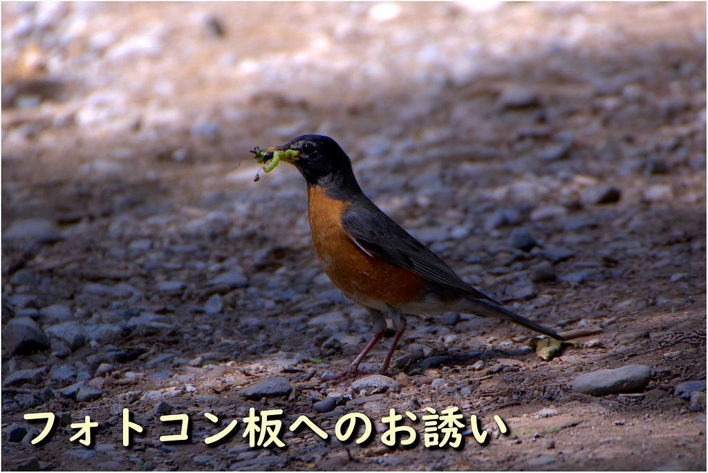 今月のフォトコンへのお誘い