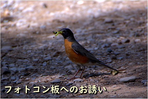 今月のフォトコンへのお誘い