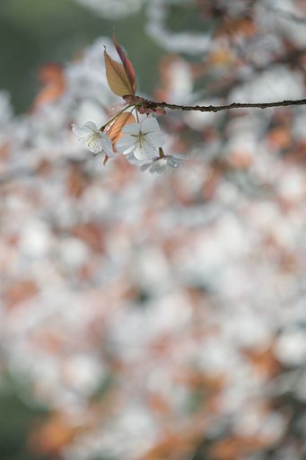 Apo-Makuro-Planar＊120mmF4 