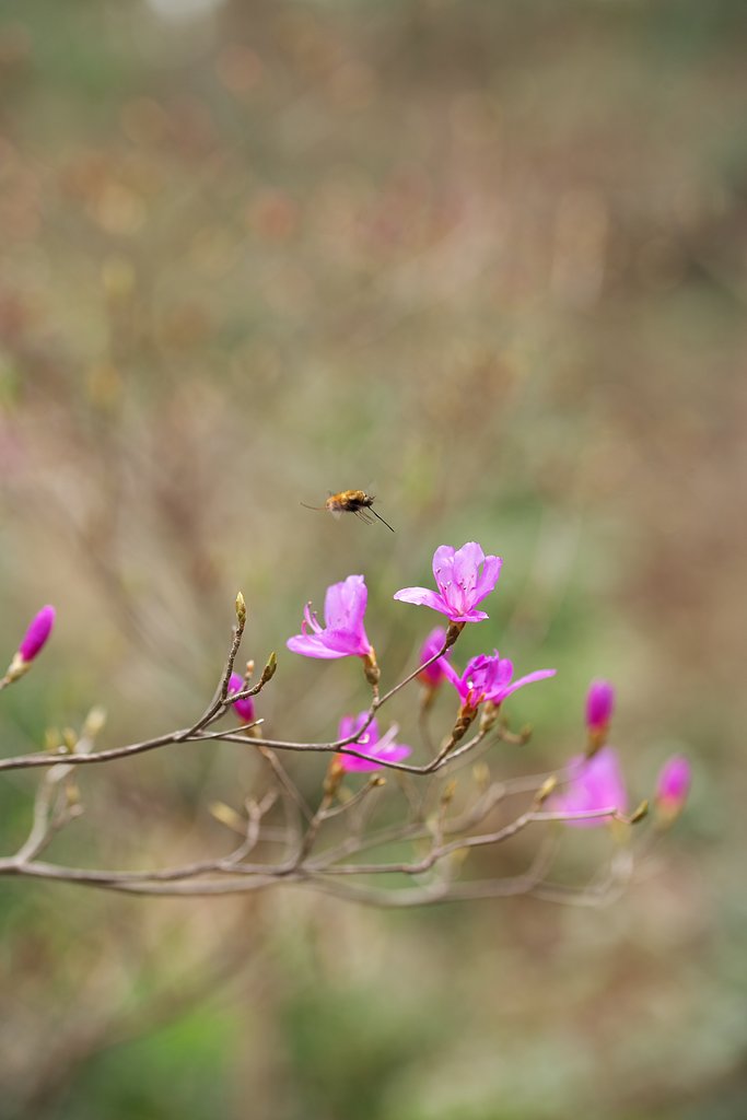 Tamron 90mm  Macro