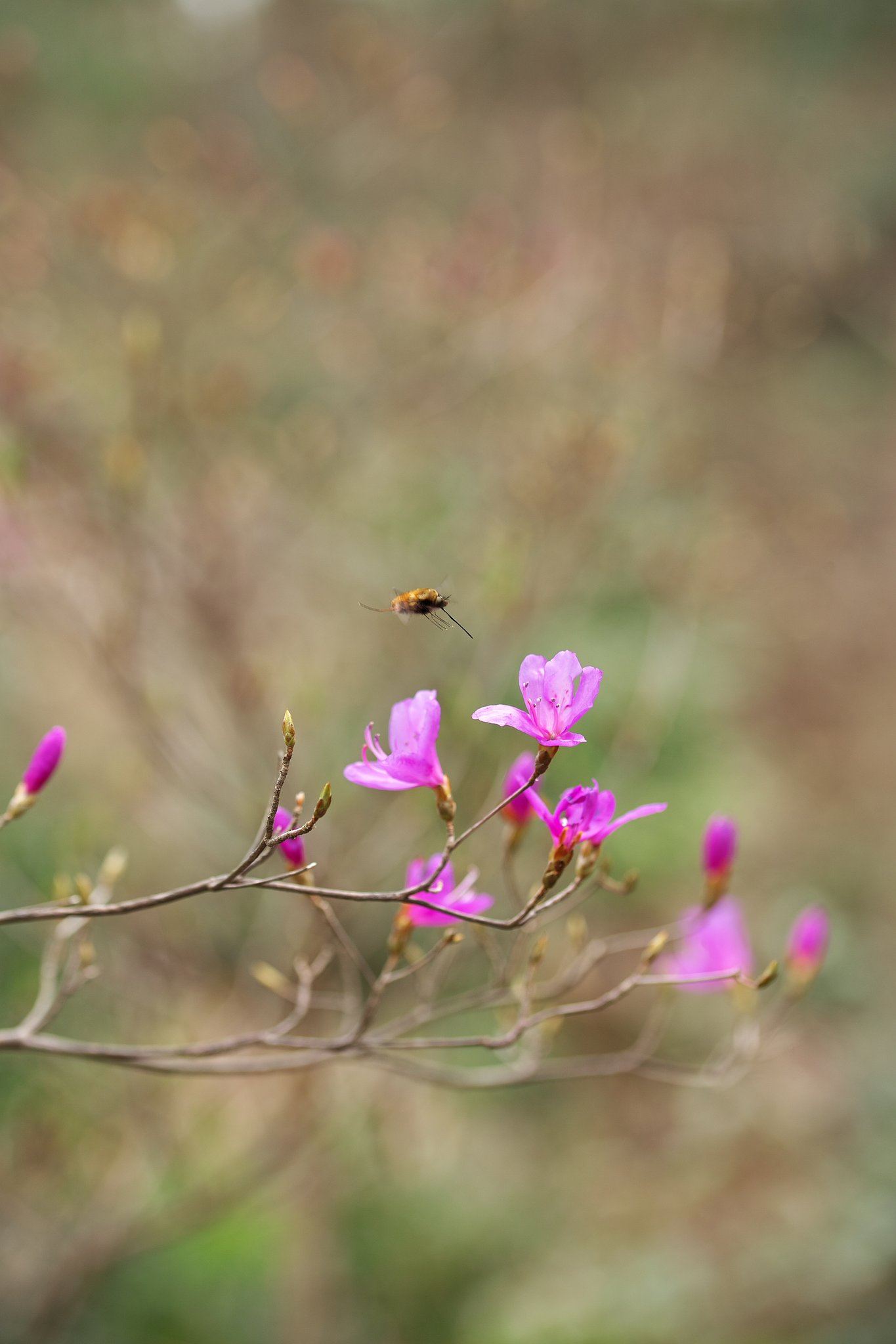 Tamron 90mm  Macro