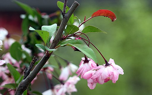 花海棠