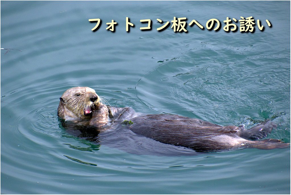 今月のフォトコンへのお誘い