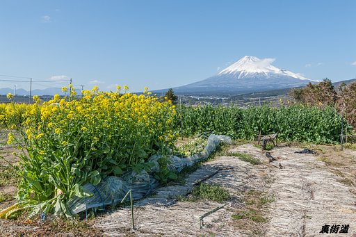 畑にも春