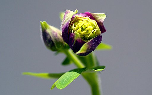 CanonFDM100㎜f4macro