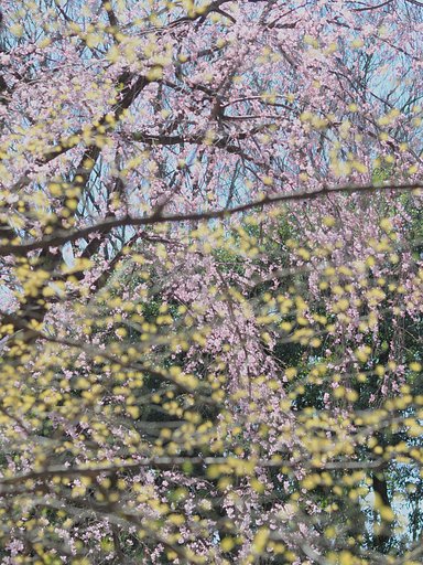 ◎M.ZUIKO DIGITAL ED 75mm/F1.8