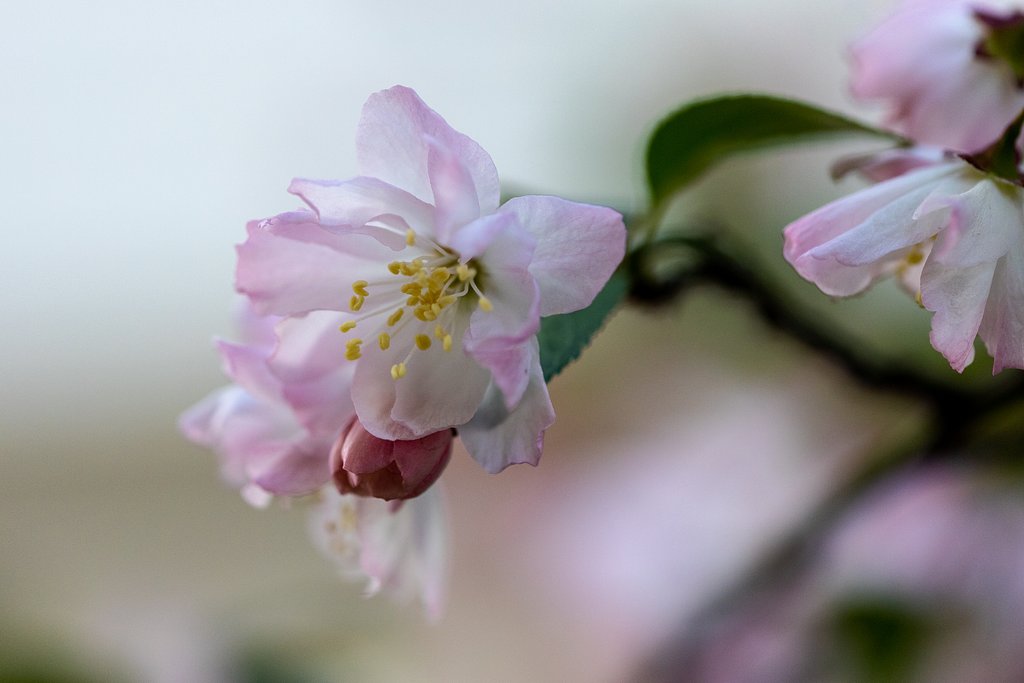 EF180mm f/3.5L Macro USM