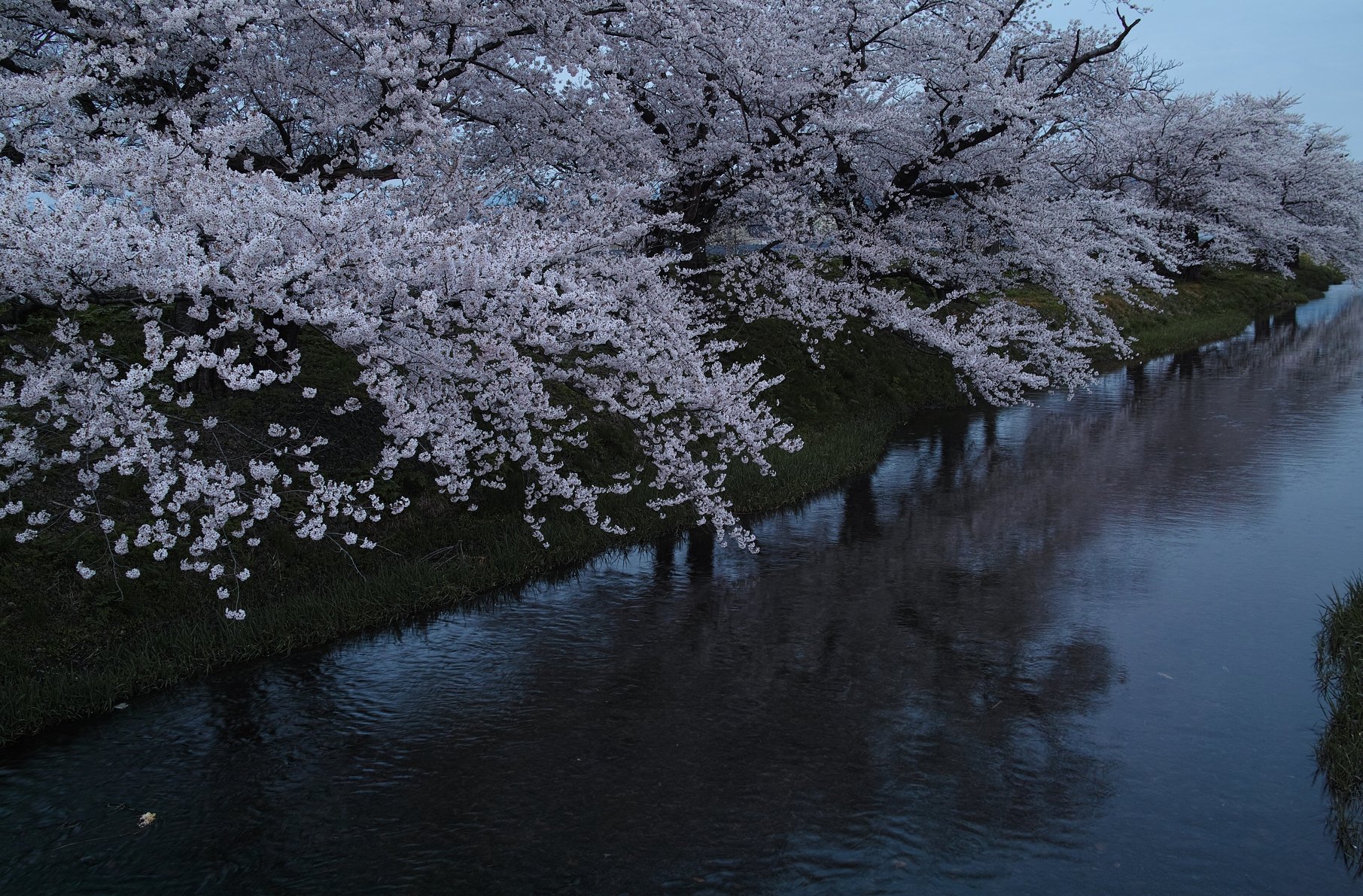 馬渡の桜