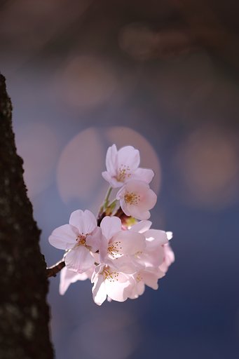 咲き始めの頃