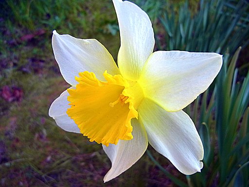 スイセンのUP